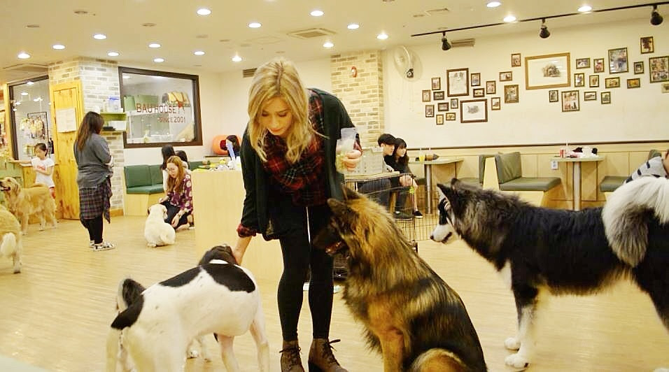 Dog Cafe Bau House Dog Cafe Korea BIIBIIBAP BIIBIIBEAUTY Dog Cafe Bau House Dog Cafe Korea BIIBIIBAP BIIBIIBEAUTY