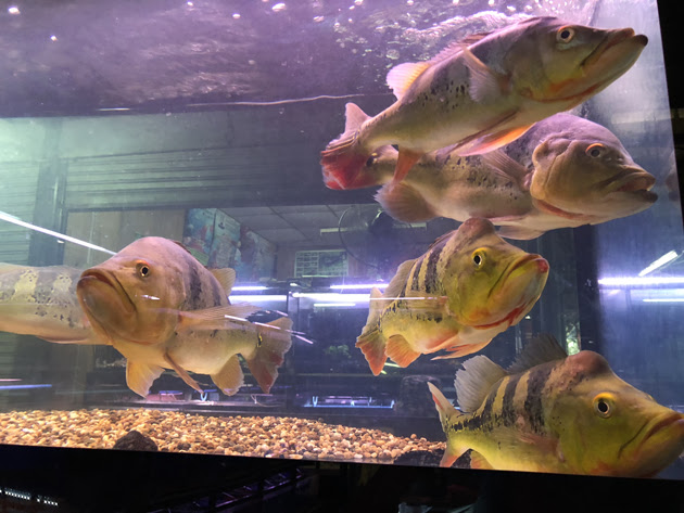 ウィークエンドマーケットの熱帯魚市場が面白い 釣り針ネックレス アクセサリー エルドラド