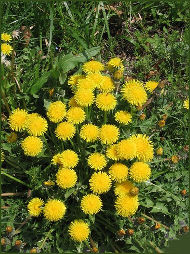06 sunshine by the roadside
