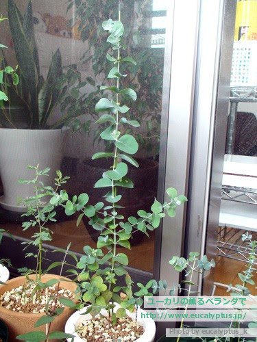 ユーカリの薫るベランダで ユーカリ ラディアータ Eucalyptus Radiata Ssp Radiata の関連記事