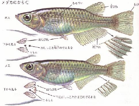 めだかってどんな魚
