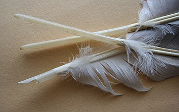 English: Three goose feathers in stages of bei...