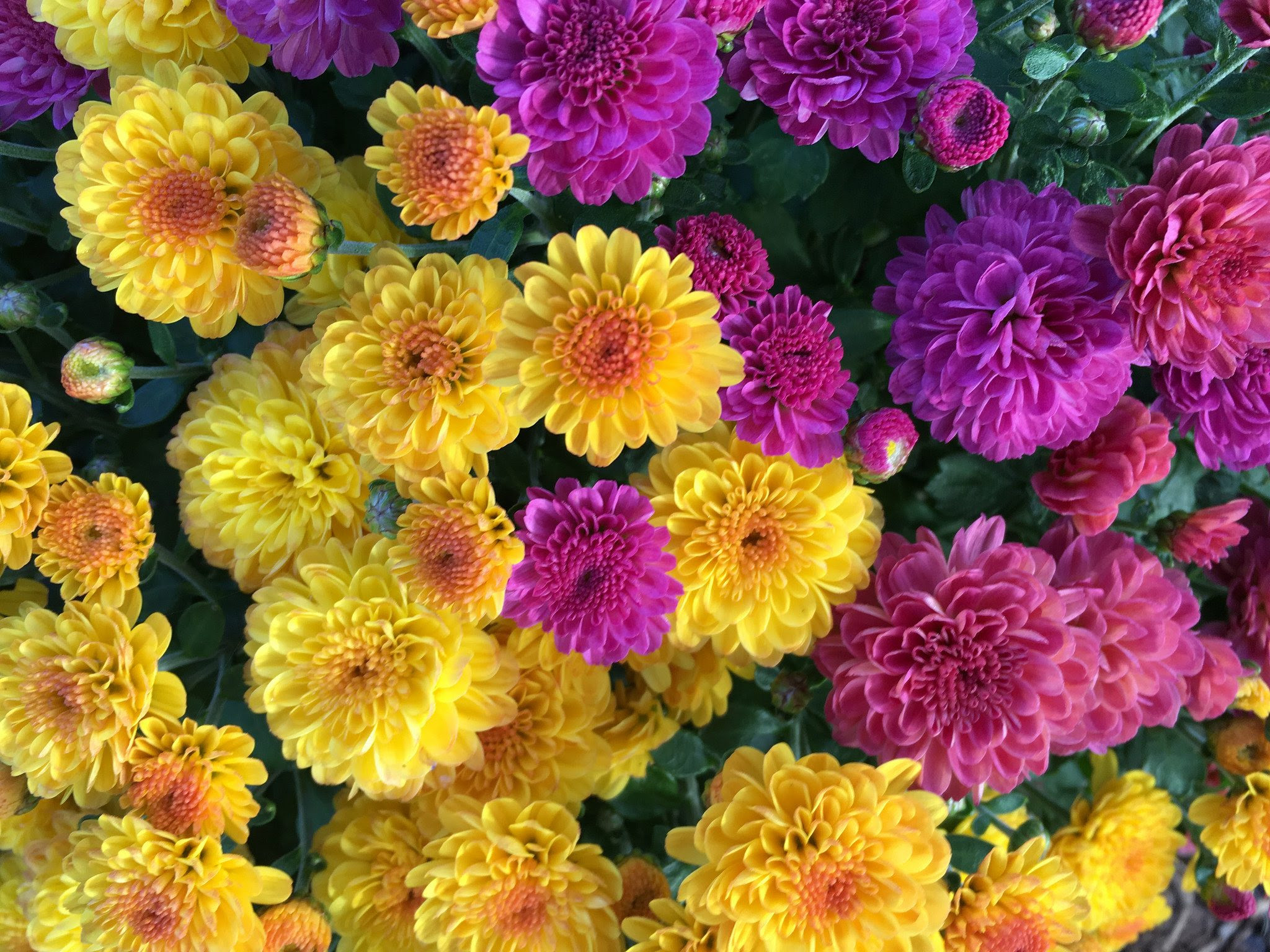 21931569802_45cd20753d_k