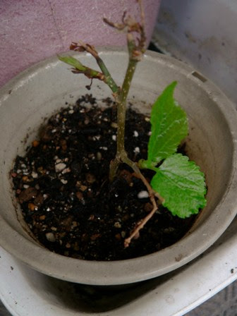 マルベリーの挿し木に成功 ボケボケ主婦の水耕栽培 生活 楽天ブログ
