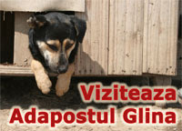 Viziteaza adapostul Glina