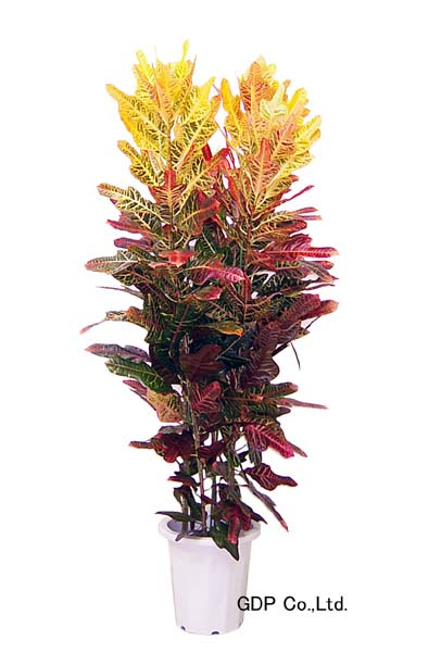 クロトン鉾葉エクセレント 観葉植物 販売 ｇｄｐ