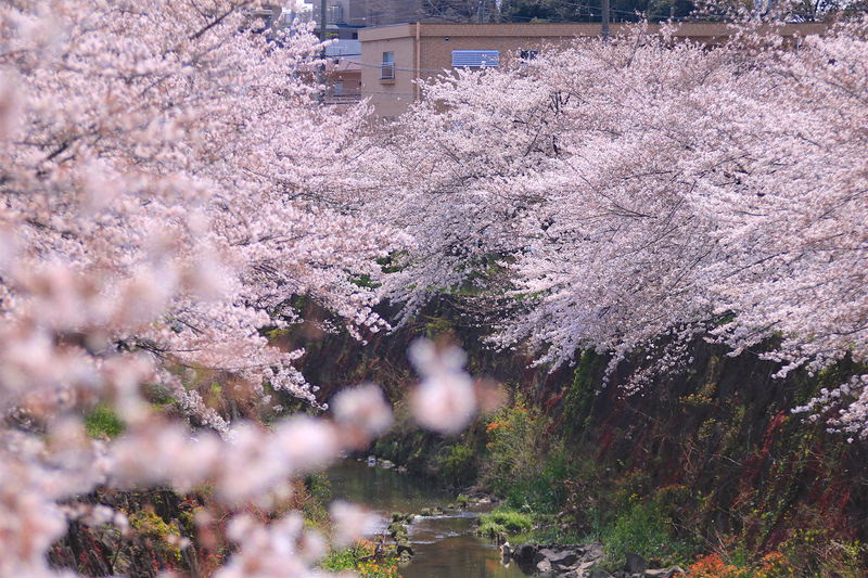 名古屋屈指の桜名所 山崎川 四季の道 美しい桜吹雪とライトアップ 愛知県 トラベルjp 旅行ガイド