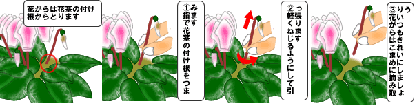 室内向き花鉢 鉢植え 季節のお花の上手な育て方