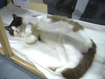 Concours Felin Exposition Feline