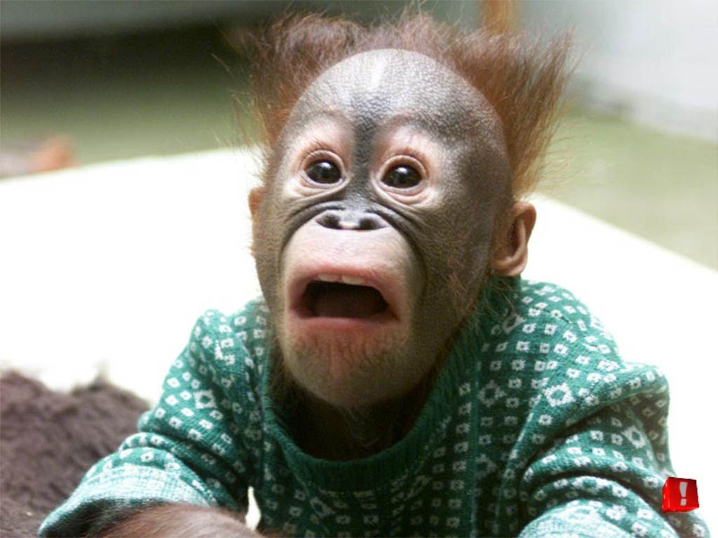 Download this All Funny Zoo Monkey picture