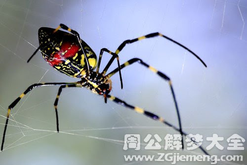 梦见花蜘蛛 解梦 中国传媒网 传播正能量