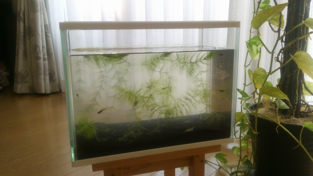 メダカと川エビを飼い始めました 素人が趣味で始めた自然農お米作り