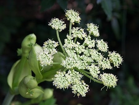 １０月３日 アシタバ 花の俳句