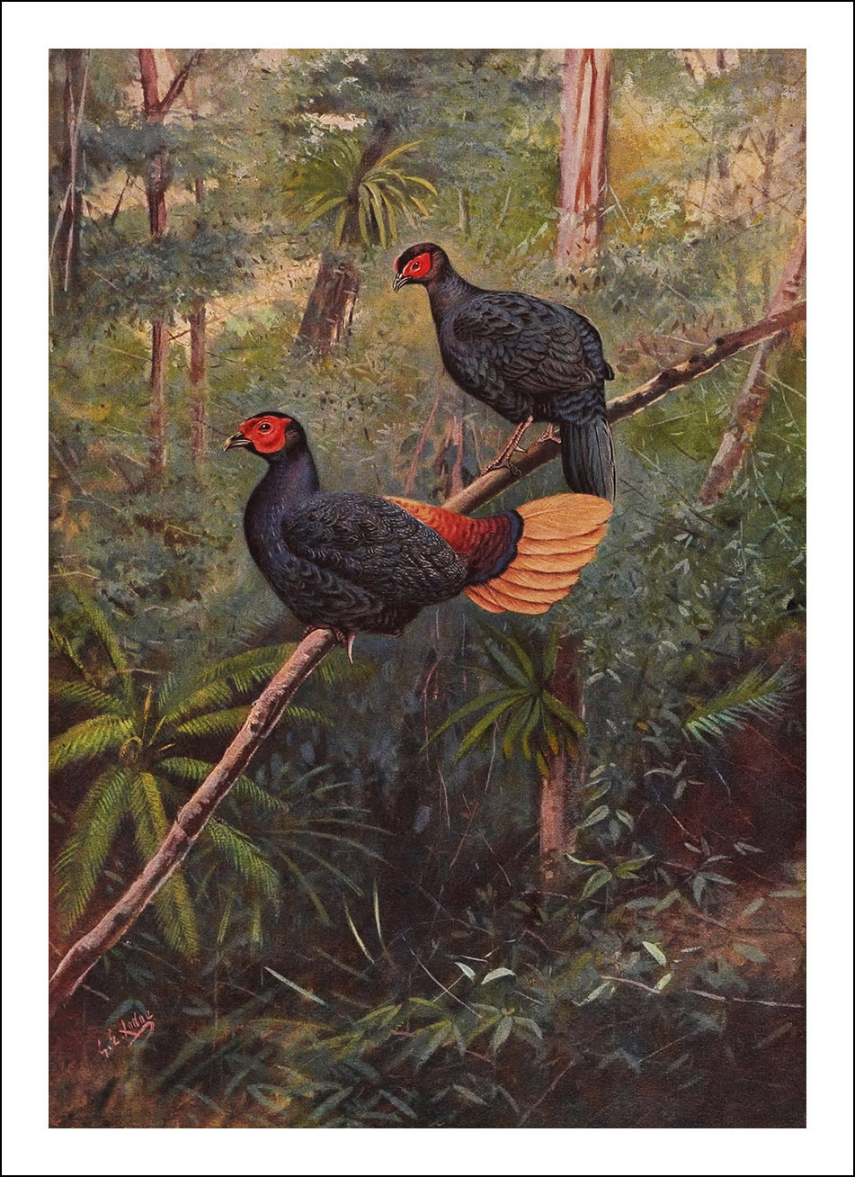 A monograph of the pheasants