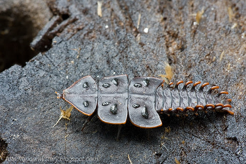 Trilobite beetle...IMG_2574 copy