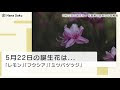 [コンプリート！] ミツバツツジ 花言葉 338389-ミツバツツジ 花言葉