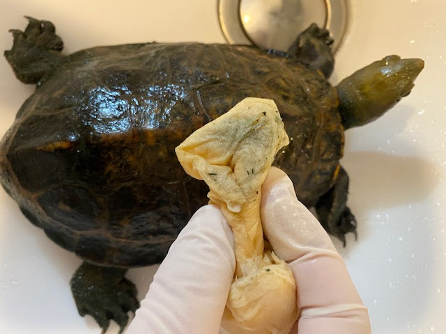 意気込み コミュニケーション 対抗 カメの甲羅をとる Gaburich Jp