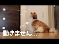 [無料ダウンロード！ √] 犬 ふて寝 225767-犬 ふて寝