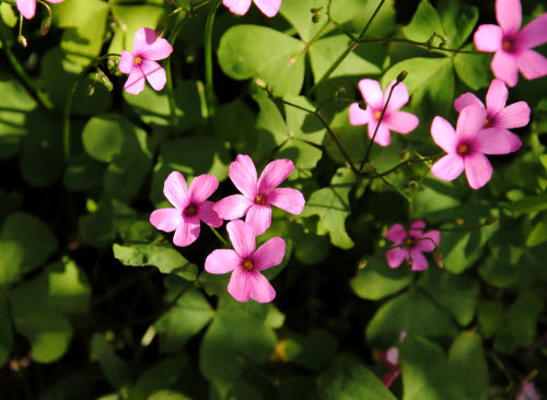 オキザリスとピンク色のカタバミの違いとは 植物navi