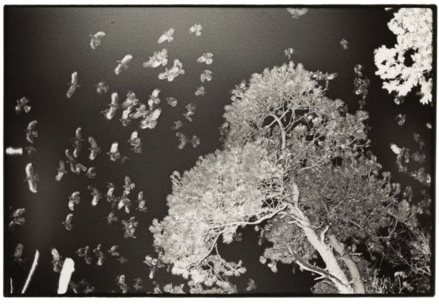 Untitled, 1976-1985 © Masahisa Fukase Archives