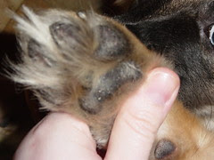 furry paws