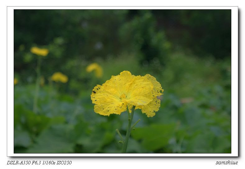 DSC02335-1_nEO_IMG