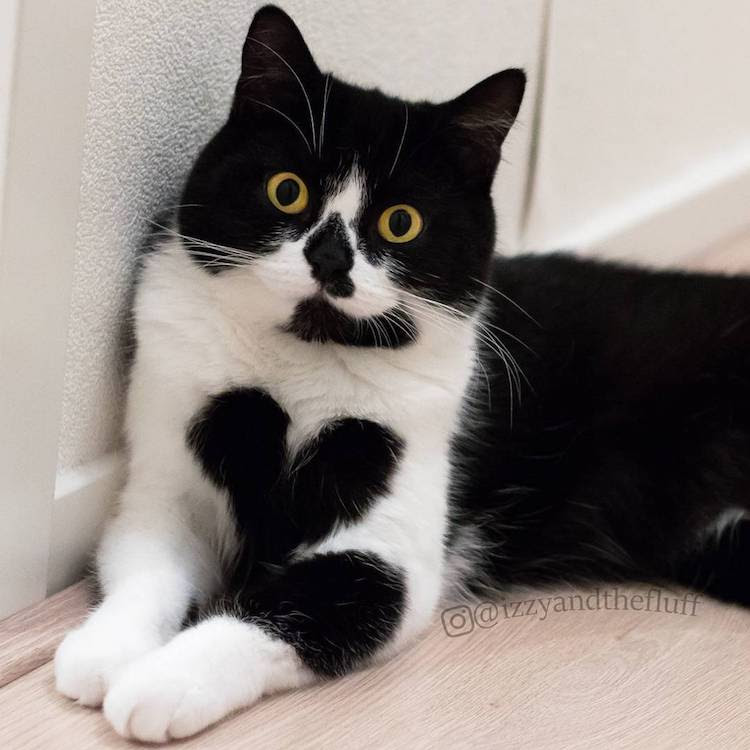 Cute Cat Wears Her Heart on Her Chest Literally Cute Cat Wears Her Heart on Her Chest Literally