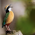Buzzing Bird Call : Audubon bird call with rosin.