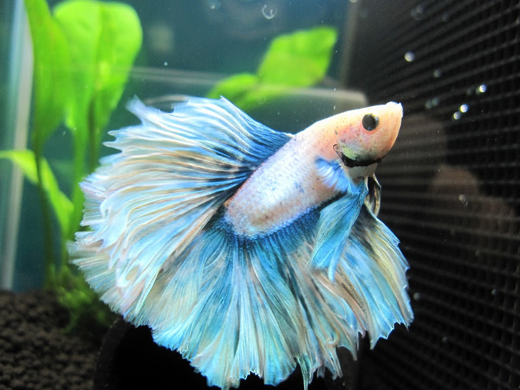 Tarunoの懸賞当選日誌 新しいお魚購入 そして