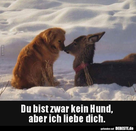 Du Bist Zwar Kein Hund Aber Ich Liebe Dich Lustige