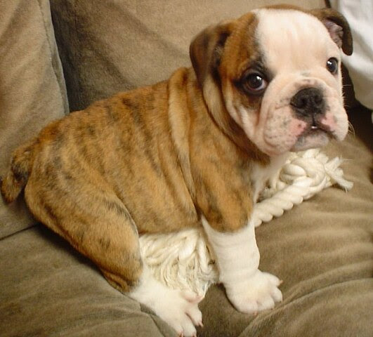 A male Bulldog puppy, #Bulldog