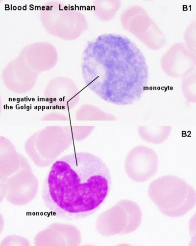 ANAT2511 Introduction to Histology - Embryology