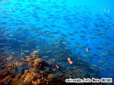 このクラゲには注意 グレートバリアリーフ ケアンズ ダイビング ブログ グレートバリアリーフ ダイビング 情報