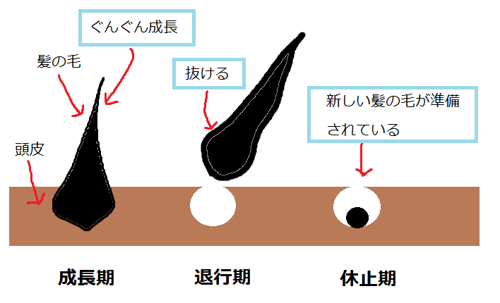 ヘヤービタミン 髪のビタミン １日 １回 髪をドライヤーで乾かしてから髪の毛をボリームもたせます