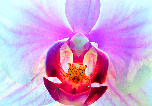 Orchid