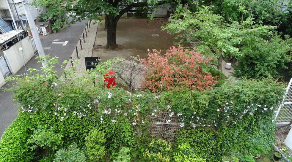 羽衣ジャスミンの季節 Goeche S Blog