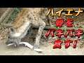 【印刷可能】 ハイエナ 強い 276122-コナンアウトキャスト ハイエナ 強い