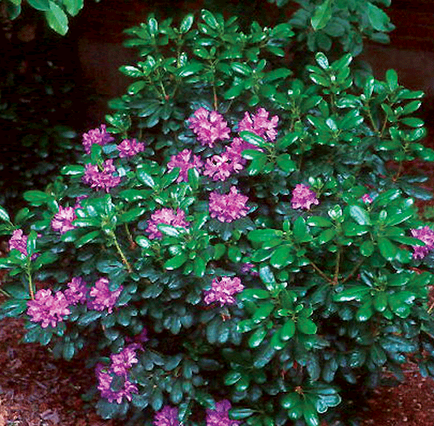 Washington State Noxious Weed Control Board