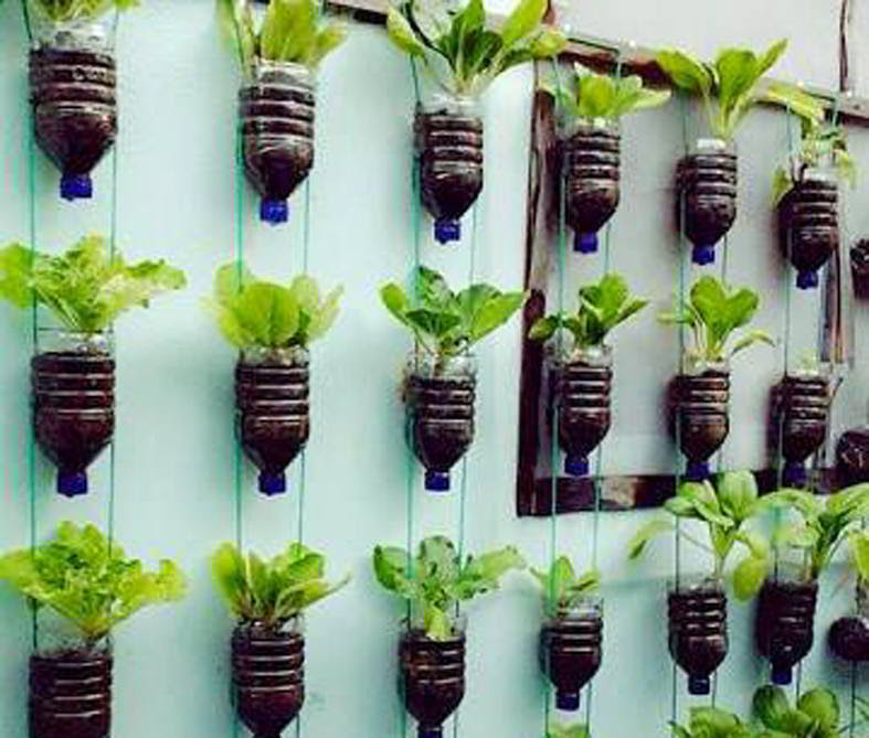 Vertical Garden Cara Bercocok Tanam Dengan Teknik 