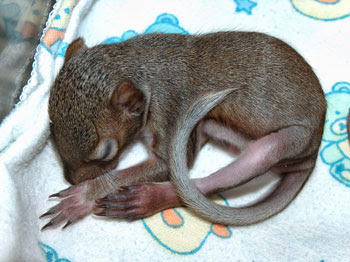 Baby Squirrels City Wildlife