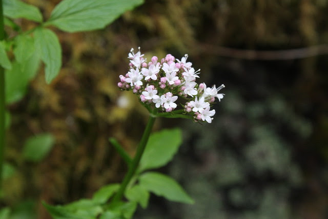 wildflowers, wahclella falls