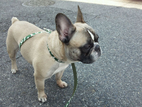 柴とフレンチのmixなのです ごろたろう犬具 めっちゃ似合ってるブログ
