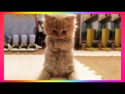 犬猫動画 かわいい猫 最高に可愛くて おもしろい猫の動画 16 長さ 6 14 犬猫おもしろ動画まとめ