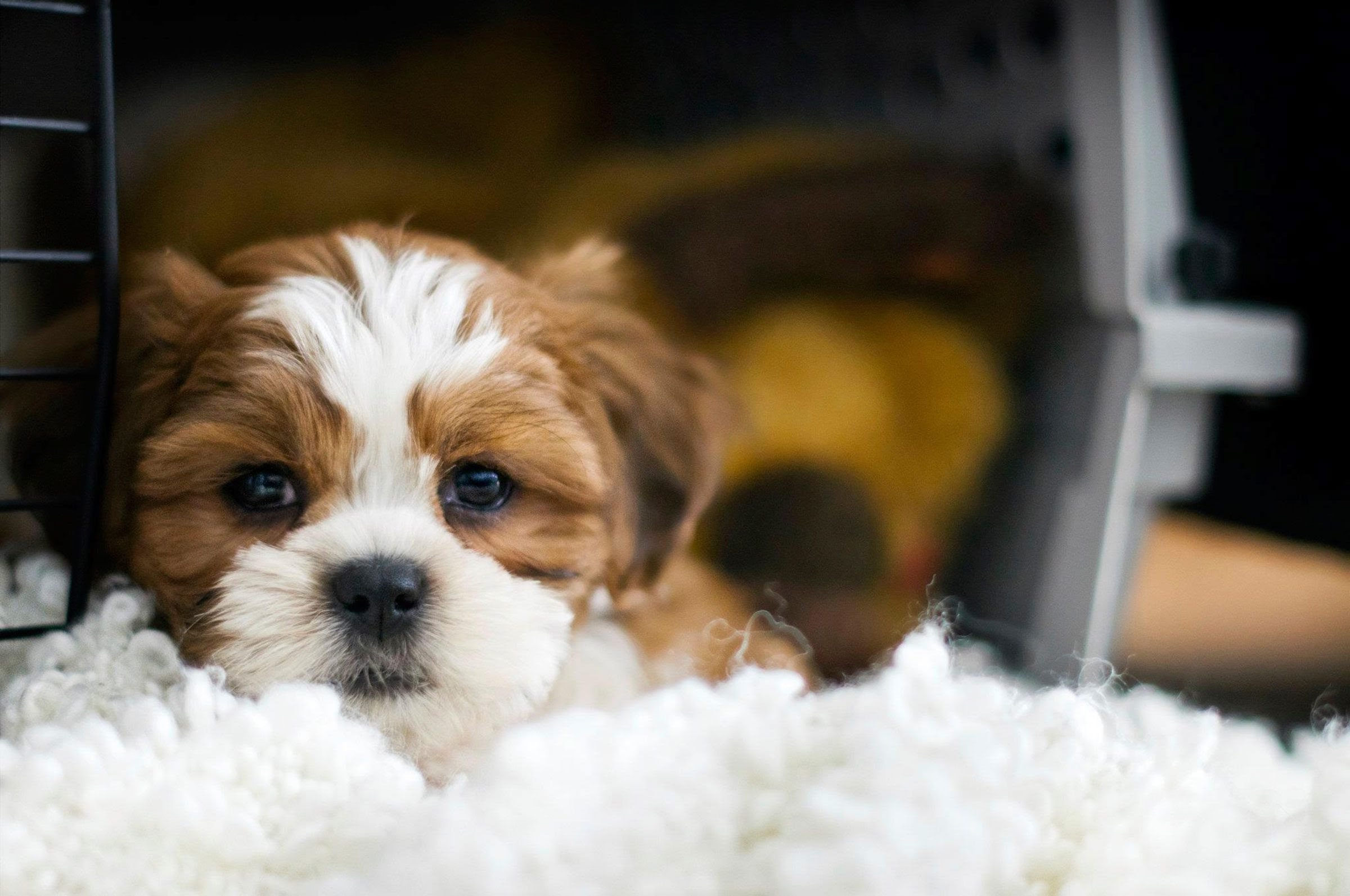 How to Train Your Puppy: 5 Things to Train First | Reader's Digest