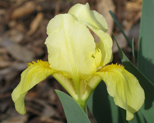 iris flower pictures