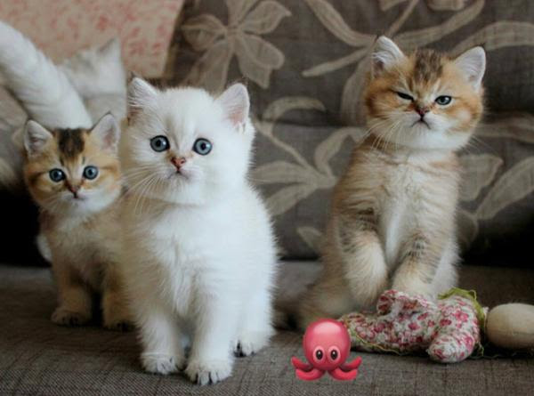 ことしの猫ちゃん可愛いランキング１位はすみっこぐらしの猫でーす もふもふさんへのボケ ボケて Bokete