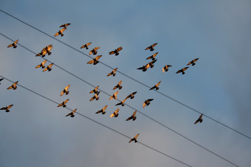 flight