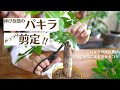 [最新] パキラ 成長点 増や��� 158567-パキラ 成長点 増やす