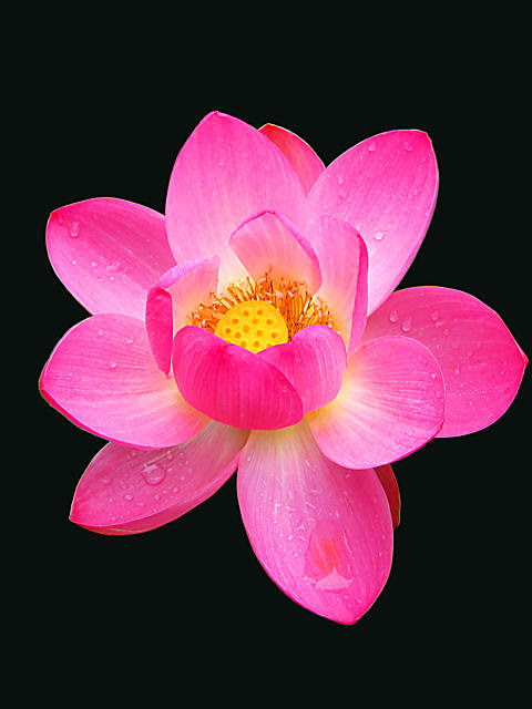 蓮 ハス の花携帯待受画像 無料壁紙