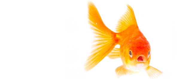 Download Goldfish | Free Images at Clker.com - vector clip art ...